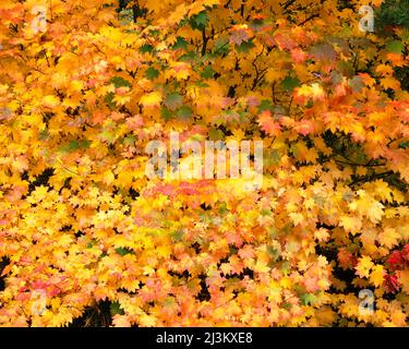 Leuchtende Herbstfarben auf einem Ahorn der Rebe (Acer circinatum) im Mount Rainier National Park; Washington, Vereinigte Staaten von Amerika Stockfoto