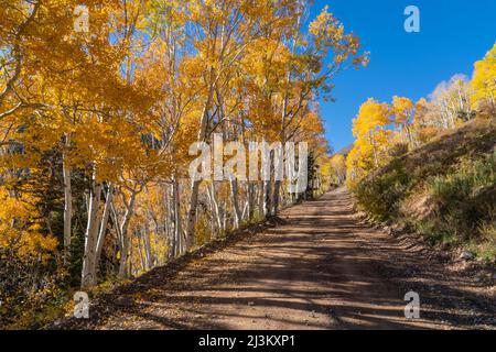 Aspen Bäume zeigen ihre Herbstfarben entlang einer Landstraße; Richfield, Utah, Vereinigte Staaten von Amerika Stockfoto