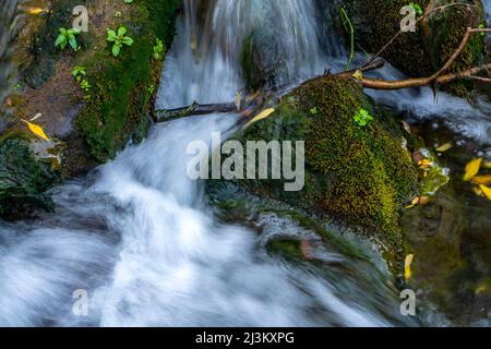 Bild mit langsamer Verschlusszeit eines kleinen Baches und Wasser, das über moosige Felsen und umgestürzte Äste fällt; Richfield, Utah, USA Stockfoto