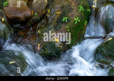 Bild mit langsamer Verschlusszeit eines kleinen Baches mit Wasser, das über moosige Felsen und umgestürzte Äste fällt; Richfield, Utah, USA Stockfoto