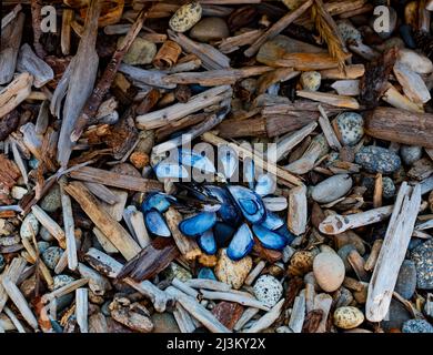 Nahaufnahme einer Vielzahl von Felsen, Treibholzstücken und Muscheln an einem Strand im Sargeant Bay Provincial Park entlang der Sunshine Coast von BC,... Stockfoto