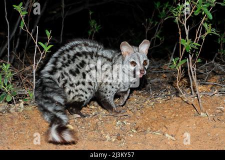 Nächtliche große - gefleckte Ginsterkatze (Genetta tigrina) im natürlichen Lebensraum, Südafrika Stockfoto