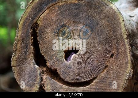 Augen gezeichnet mit Markierung am Ende eines geschnittenen Holzes mit Löchern, die einem glücklichen Gesicht ähneln, Smuggler Cove Marine Provincial Park; British Columbia, Kanada Stockfoto