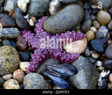 Nahaufnahme eines purpurnen Seestern und Weichtiere, die bei Ebbe auf Felsen an einem Strand liegen, Sunshine Coast; British Columbia, Kanada Stockfoto