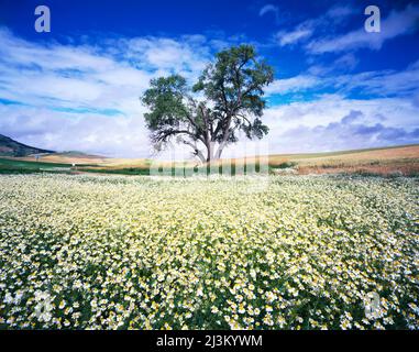 Daisy Field unter einem wolkenbewölkten Himmel; Washington, Vereinigte Staaten von Amerika Stockfoto