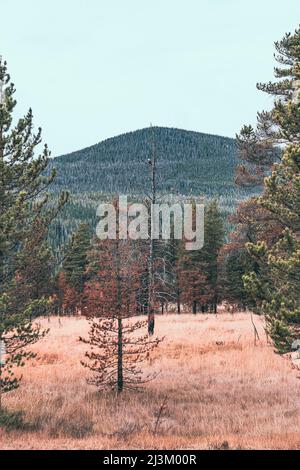 Tote Bäume im Vordergrund mit einem bewaldeten Berg im Hintergrund, Rocky Mountain National Park; Colorado, Vereinigte Staaten von Amerika Stockfoto