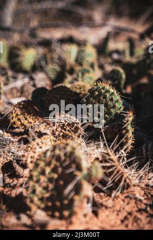 Nahaufnahme selektiver Fokus von kleinen stacheligen Sukkulenten, die im Rocky Mountain National Park, Colorado, USA, wachsen Stockfoto