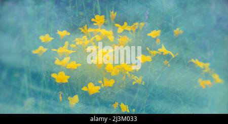 Doppelbelichtung einer Gruppe von gelben Wildblumen auf einer Wiese, die von Gräsern umgeben ist; Spanien Stockfoto