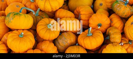 Stapel von Kürbissen zum Verkauf auf dem Jean-Talon Market; Montreal, Quebec, Kanada Stockfoto