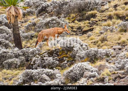 Seltener äthiopischer Wolf (Canis simensis) im Simien-Nationalpark; Äthiopien Stockfoto