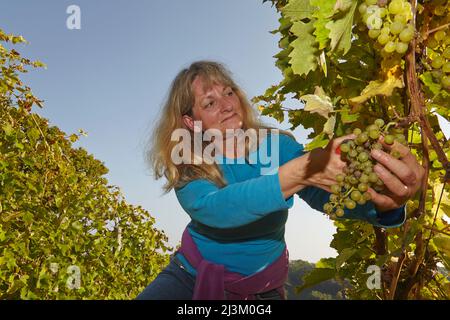 Die Herbstweinlese in Devon, Südwestengland.; Old Walls Vineyard, Bishopsteignton, Teignmouth, Devon, England, Großbritannien. Stockfoto