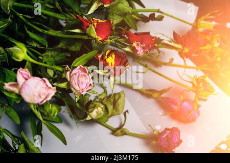Ausrangierte Bouquet dekorative Rosen, getrocknete Blumen in Strahlen untergehende Sonne Stockfoto