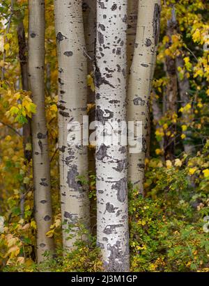 Nahaufnahme von weißer Rinde auf Espenstämmen in einem Wald mit herbstfarbenem Laub; British Columbia, Kanada Stockfoto