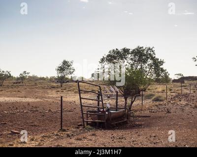 Little Corellas (Cacatua sanguinea) über einem Wassertrog auf der Larrawa Station, Kimberley Stockfoto