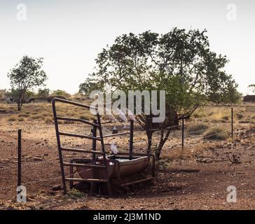 Little Corellas (Cacatua sanguinea) über einem Wassertrog auf der Larrawa Station, Kimberley Stockfoto