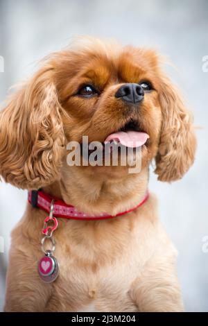 Nahaufnahme eines Cavalier King Charles Spaniel mit rosa Kragen und Anhänger; Kahului, Maui, Hawaii, Vereinigte Staaten von Amerika Stockfoto