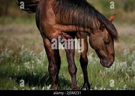 Wild Horse verwundet von einem Stacheldrahtzaun; Lantry, South Dakota, Vereinigte Staaten von Amerika Stockfoto