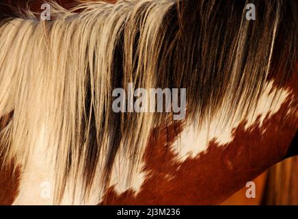 Nahaufnahme einer Mähne und Färbung eines geretteten Wildpferdes aus dem Sheldon National Wildlife Refuge; Oregon, USA Stockfoto