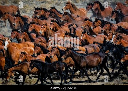 United States Bureau of Land Management Sammeln wilde Pferde in der Wüste von Nevada mit Hubschraubern, mit Wasser besprüht, um sie kühl und... Stockfoto