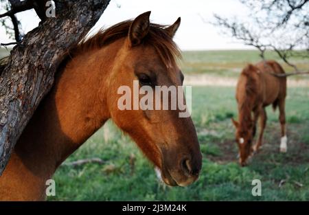 Geschützte Wildpferde auf einem Mustang- und Burro-Heiligtum; Lantry, South Dakota, Vereinigte Staaten von Amerika Stockfoto
