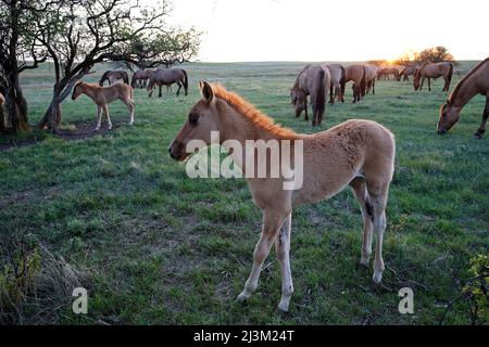 Geschütztes wildes Mustang-Fohlen mit einem verschwommenen Fell und anderen Pferden, die im Hintergrund grasen; Lantry, South Dakota, Vereinigte Staaten von Amerika Stockfoto