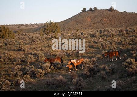 Geschützte wilde Mustangs im Hochwüstenland, South Steens Herd Management Area in Oregon, USA; Frenchglen, Oregon, USA Stockfoto