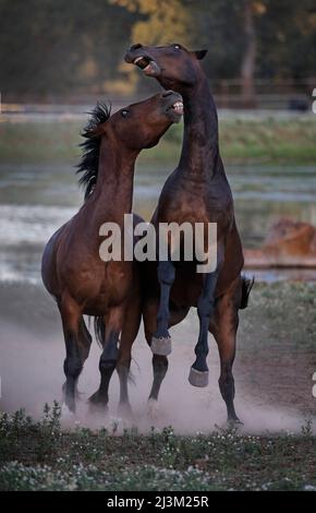 Hengste beißen und kämpfen im Wild Horse Sanctuary; Shingletown, California, USA Stockfoto