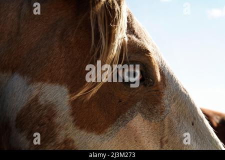 Nahaufnahme eines wilden Mustang mit blauem Auge in einem Wildpferdeschutzzentrum in Lantry, South Dakota, USA Stockfoto