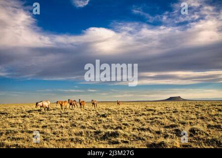 Pferde und Landschaft entlang der Pilot Butte Wild Horse Scenic Loop Tour. Es ist eine abgelegene Gegend auf dem White Mountain. Es gibt etwa 1000 hor... Stockfoto