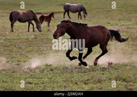 Der wilde Mustang-Hengst verjagt seine Stuten; Lantry, South Dakota, Vereinigte Staaten von Amerika Stockfoto