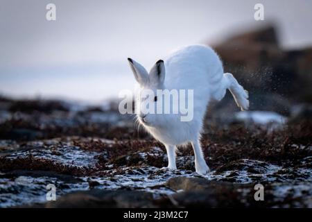 Arktischhase (Lepus arcticus) überquert die Tundra und nimmt Schnee auf; Arviat, Nunavut, Kanada Stockfoto