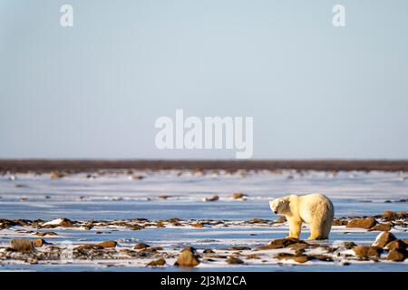 Eisbär (Ursus maritimus) steht inmitten von Schnee und Felsen; Arviat, Nunavut, Kanada Stockfoto