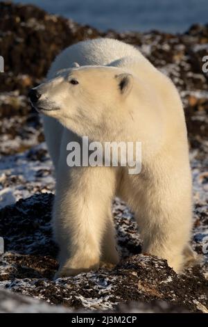 Eisbär (Ursus maritimus) steht mit dem Kopf nach links, Arviat, Nunavut, Kanada Stockfoto