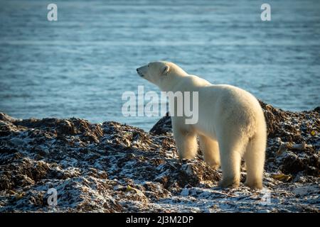 Der Eisbär (Ursus maritimus) blickt auf das Meer; Arviat, Nunavut, Kanada Stockfoto