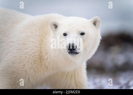 Nahaufnahme eines Eisbären (Ursus maritimus), der den Kopf dreht und läuft; Arviat, Nunavut, Kanada Stockfoto