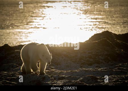 Der hinterleuchtete Eisbär (Ursus maritimus) wandert entlang der felsigen Küste; Arviat, Nunavut, Kanada Stockfoto