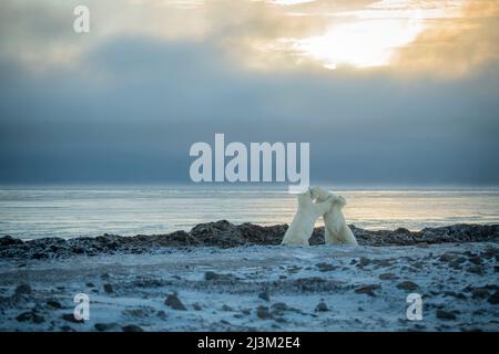 Hinterleuchtete Eisbären (Ursus maritimus) kämpfen an Land; Arviat, Nunavut, Kanada Stockfoto
