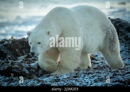 Eisbär (Ursus maritimus) wandert über Felsen, die Pfote erheben; Arviat, Nunavut, Kanada Stockfoto