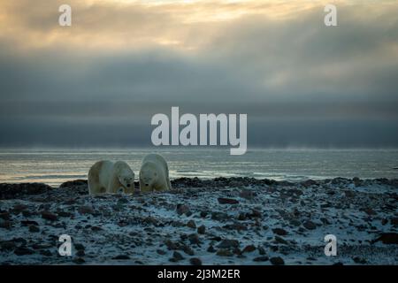 Zwei Eisbären (Ursus maritimus) mit Augenkamera am Ufer; Arviat, Nunavut, Kanada Stockfoto