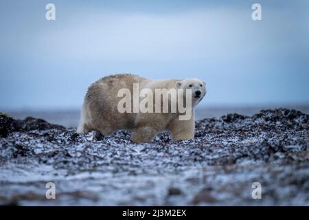 Eisbär (Ursus maritimus) steht auf der Tundra im Schnee; Arviat, Nunavut, Kanada Stockfoto