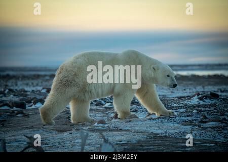 Eisbären (Ursus maritimus) wandern durch eine flache, verschneite Tundra; Arviat, Nunavut, Kanada Stockfoto