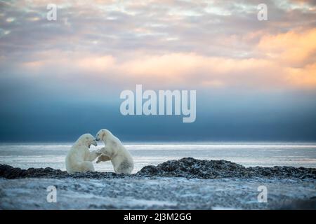 Eisbären (Ursus maritimus) ringen im Morgengrauen an der Küste; Arviat, Nunavut, Kanada Stockfoto