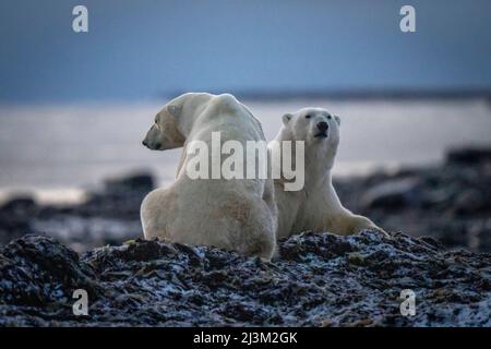 Zwei Eisbären (Ursus maritimus) sitzen auf einem Seetang-Bett; Arviat, Nunavut, Kanada Stockfoto