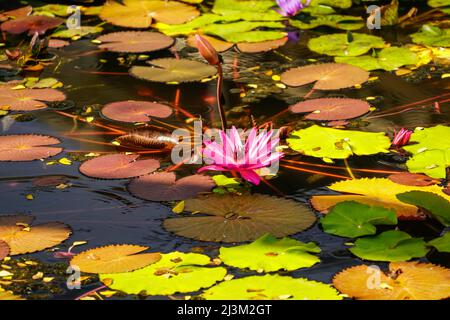 Blühende Lotusblumen (Nelumbo nucifera) auf dem Red Lotus Lake; Chiang Haeo, Thailand Stockfoto