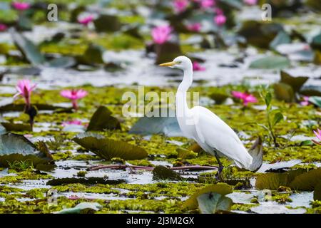 Schneebedeckter Reiher (Egretta thula) und blühende Lotusblumen (Nelumbo nucifera) am Pink Water Lilies Lake; Udon Thani, Thailand Stockfoto