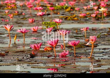 Blühende Lotusblumen (Nelumbo nucifera) auf dem Red Lotus Lake; Chiang Haeo, Thailand Stockfoto