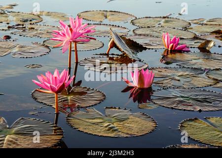 Blühende Lotusblumen (Nelumbo nucifera) auf dem Red Lotus Lake; Chiang Haeo, Thailand Stockfoto