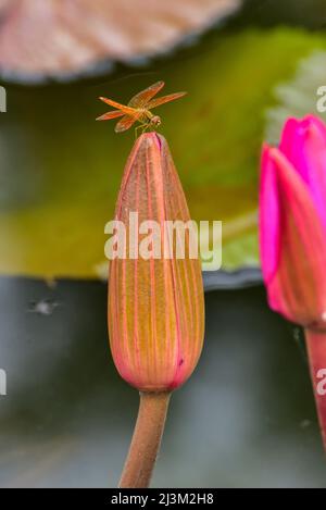 Fliege auf der Lotusblume (Nelumbo nucifera), Red Lotus Lake; Chiang Haeo, Thailand Stockfoto