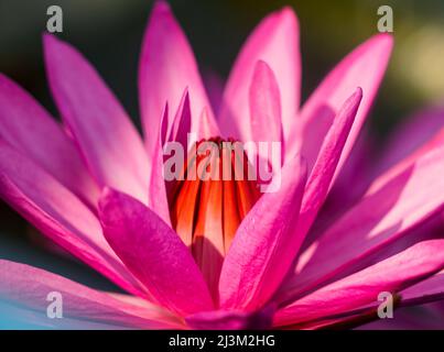 Blühende Lotusblume (Nelumbo nucifera) am Red Lotus Lake; Chiang Haeo, Thailand Stockfoto