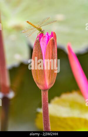 Fliege auf der Lotusblume (Nelumbo nucifera), Red Lotus Lake; Chiang Haeo, Thailand Stockfoto